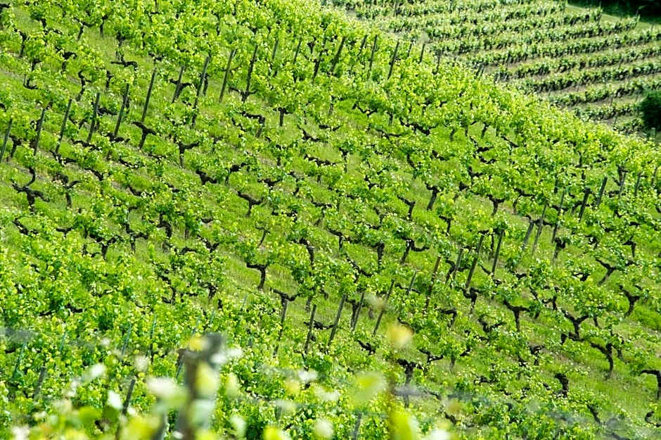 Domaine de la Soucherie - Chambres d'hôtes