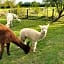 Dartmoor Reach Alpaca Farm