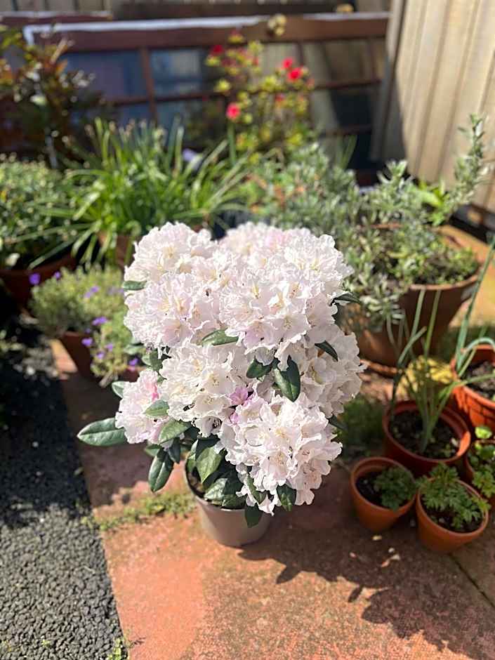 Springfield guest house