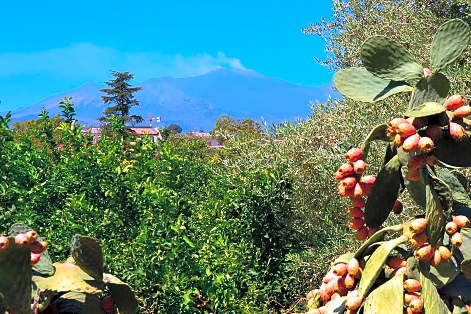 B&B La Casa del Ficus