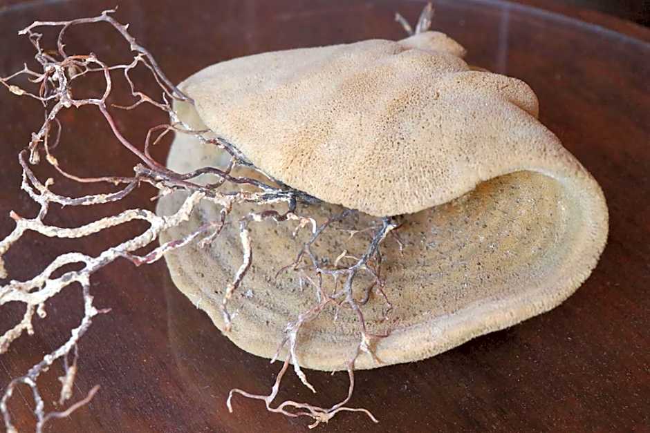 Grace Hotel & Studios