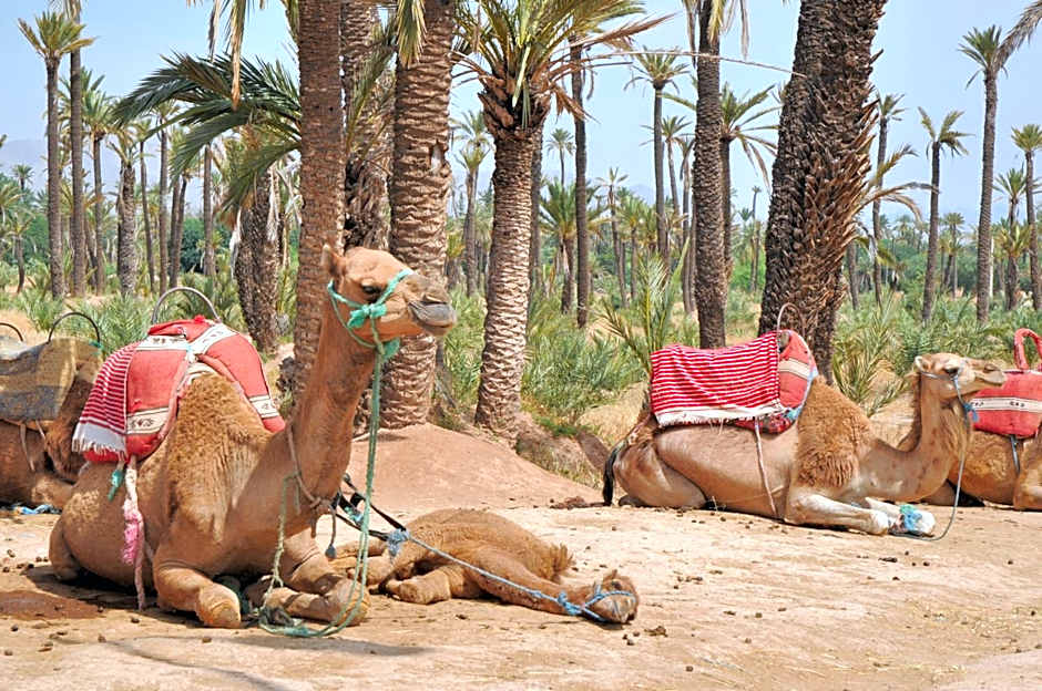 Riad Dar Salam Palm - 2025 Guest Choice Award
