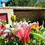 Gîtes Mas des rochers - Romance tropicale avec Spa