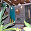 Jungle House - surf & stay