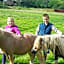Old Mill Lodge, Seasonal Working Ostrich Farm & Restaurant, Oudtshoorn