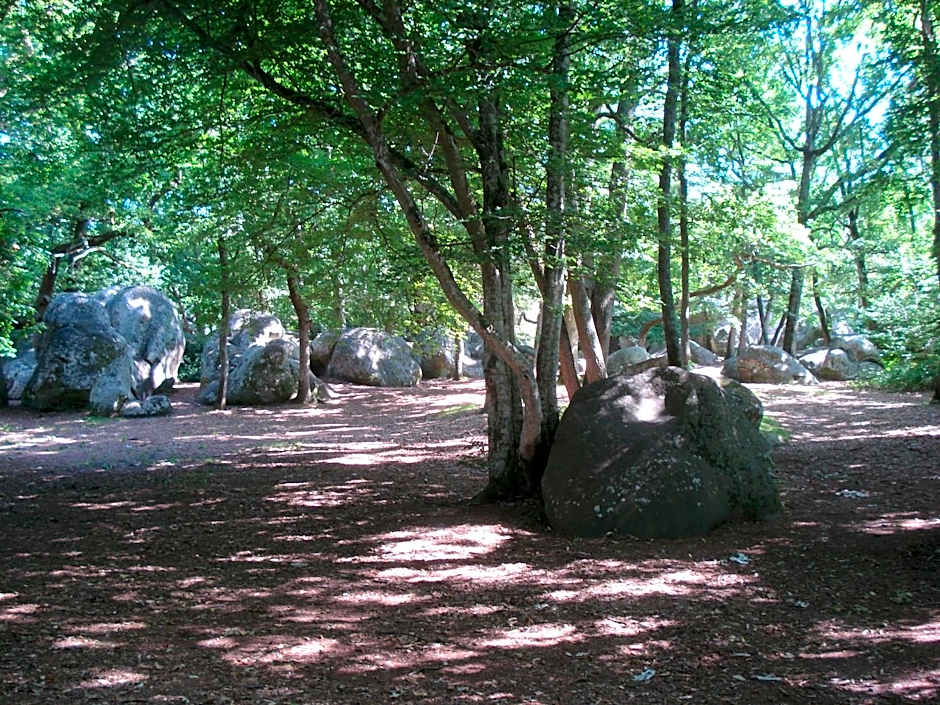 Les Prémices De La Forêt