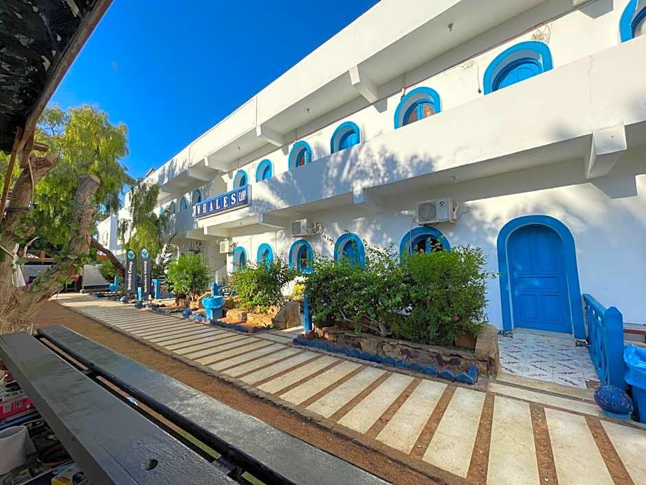 whales camp dahab