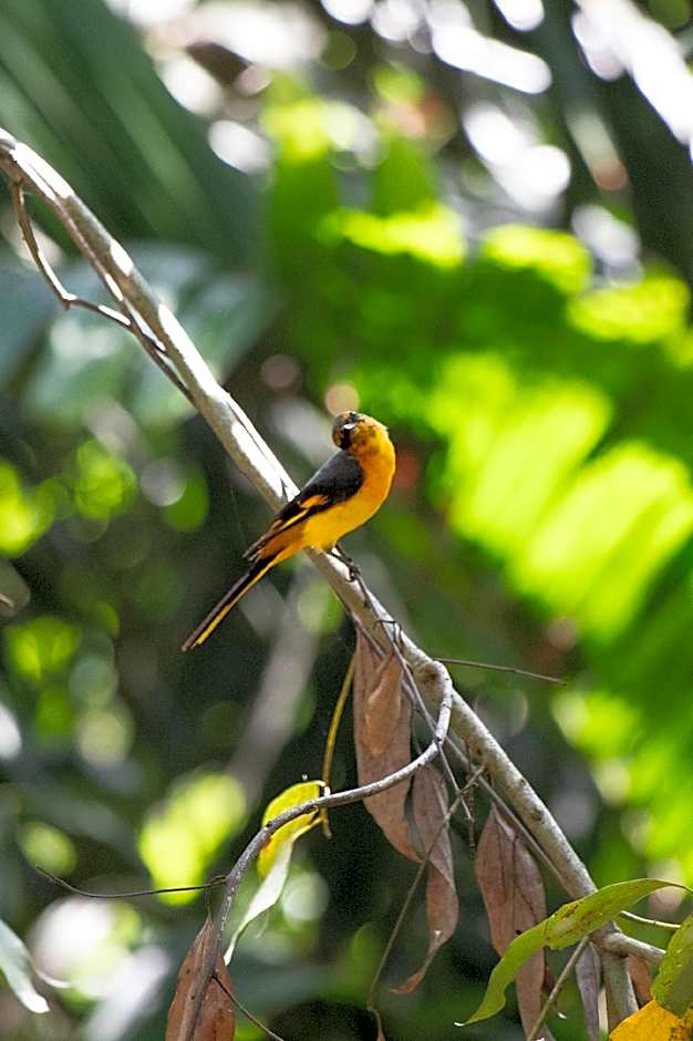 Polwaththa Eco Lodges