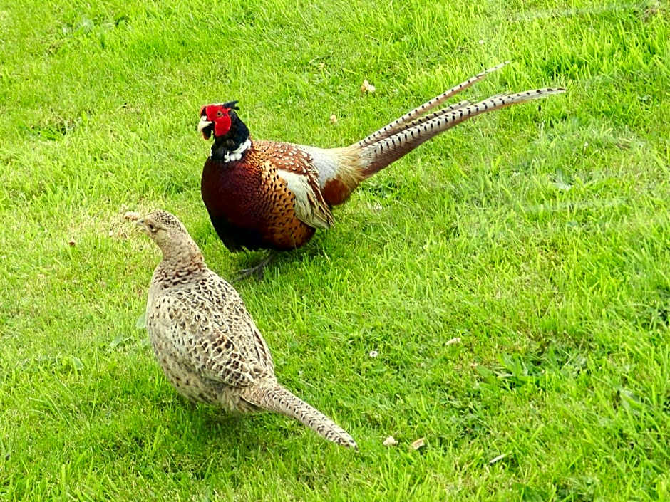 Greenways Valley Holiday Park