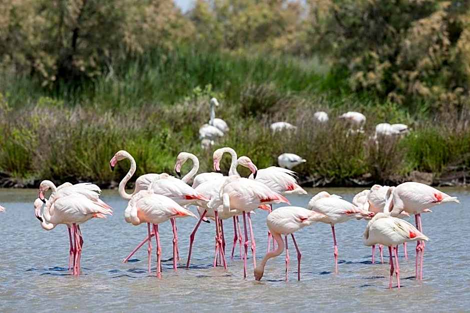Un Nid en Camargue