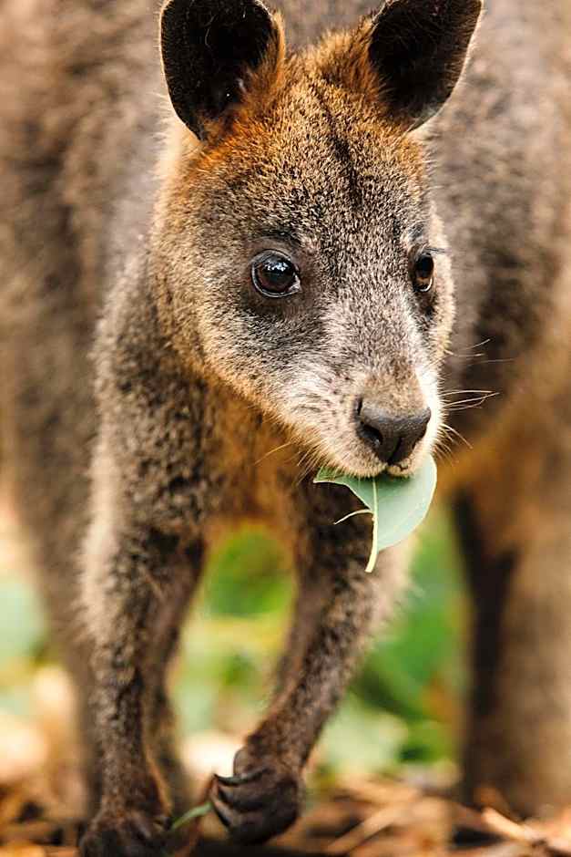 The Island Accommodation