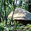 Bamboo Turtles Ecolodge