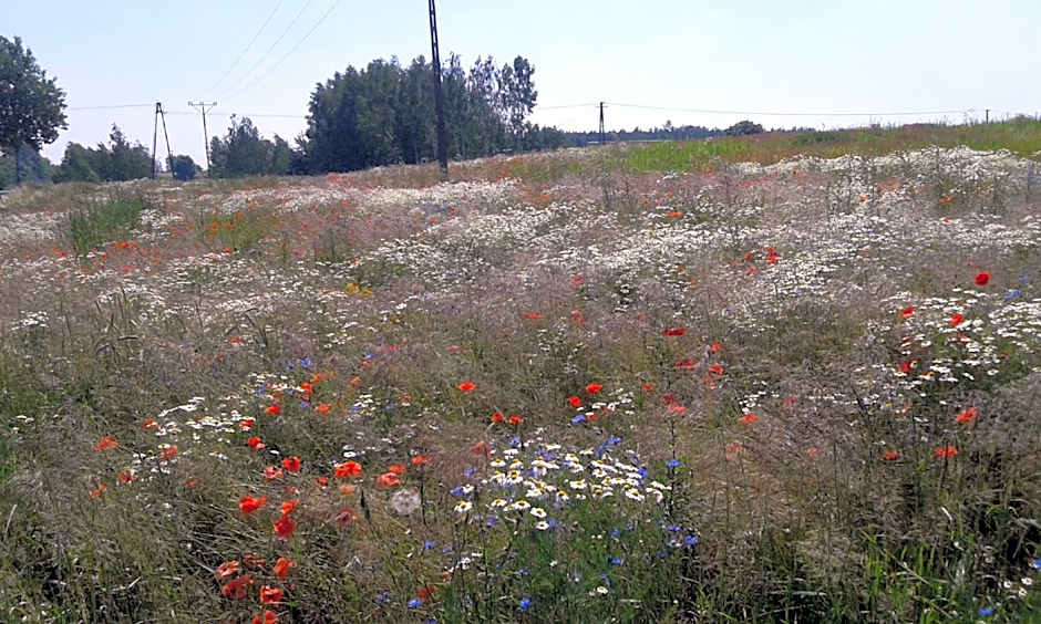 Domki Borowiackie nad brzegiem jeziora