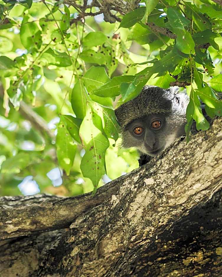 Diani Sea Lodge - All Inclusive