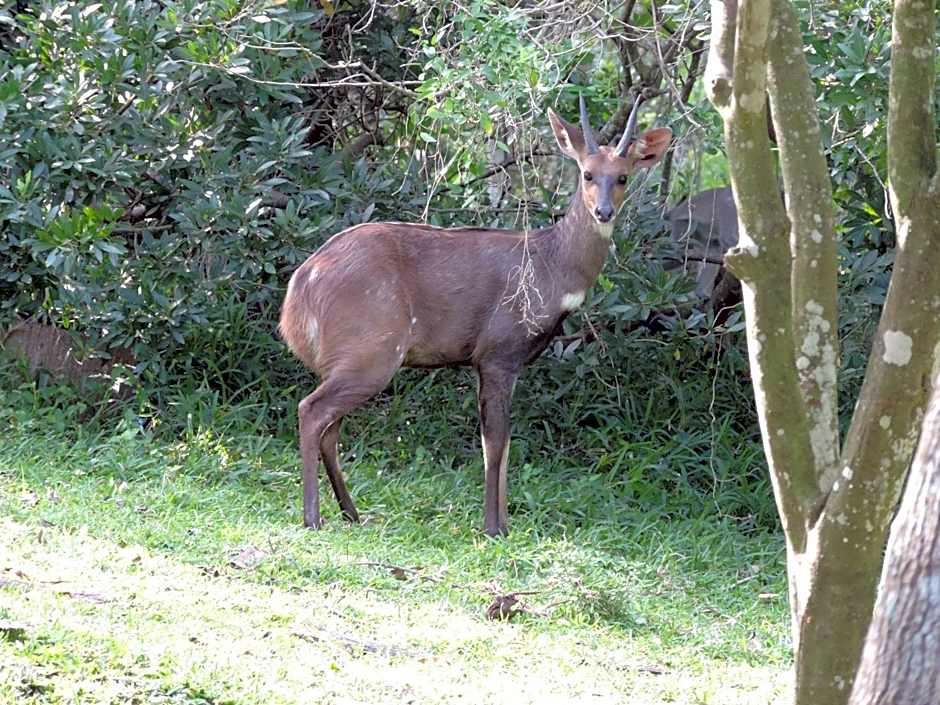 St Lucia Kingfisher Lodge
