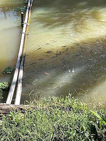 DA Family Mini Garden