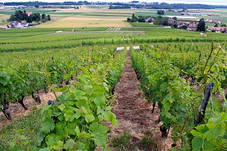 Au cœur du vignoble sur Bursins