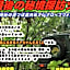 Amami Guest House showa-so