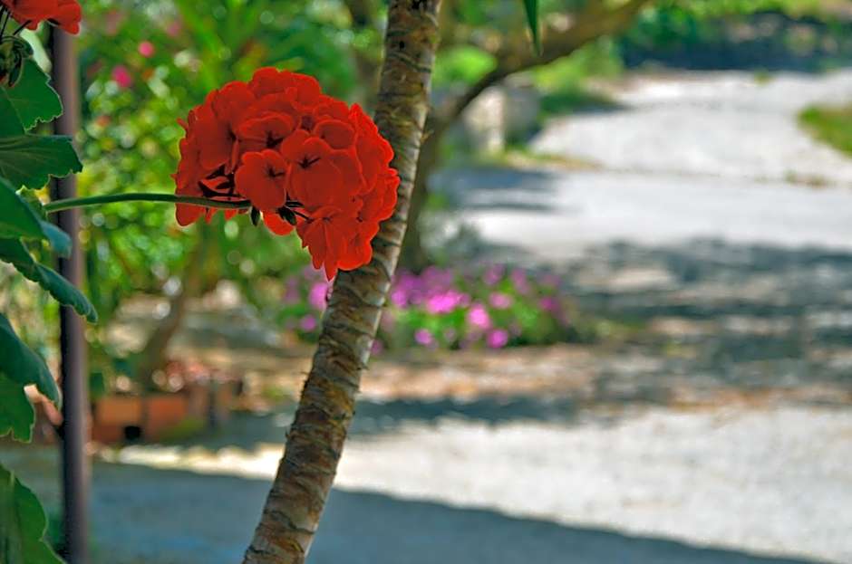 Belvedere Zakynthos Studios