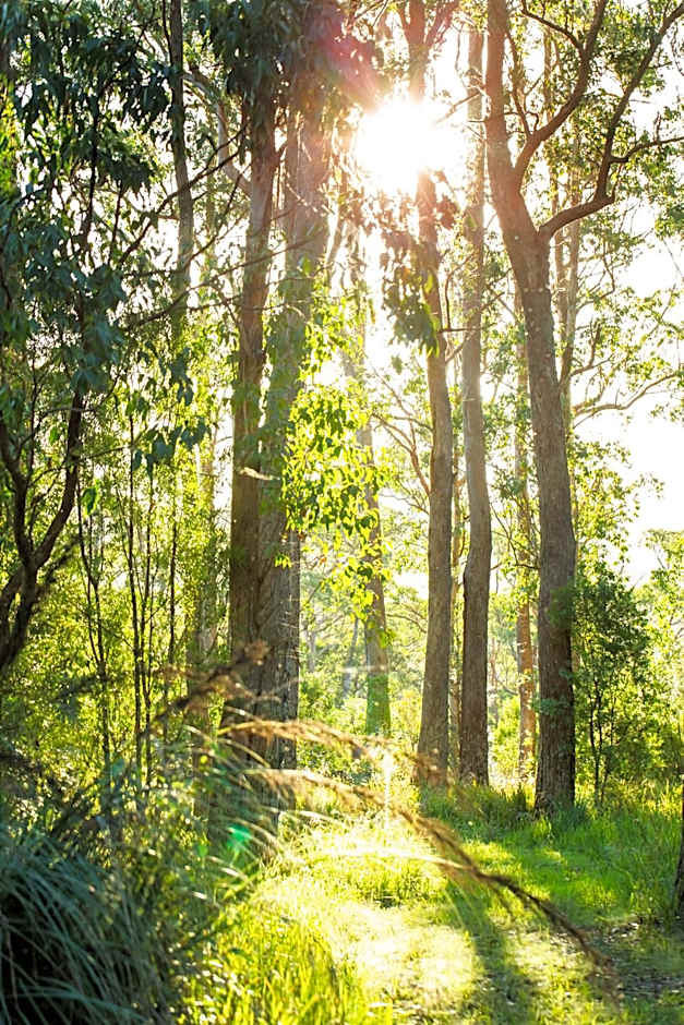 Dorrigo Bush Pepper Retreat