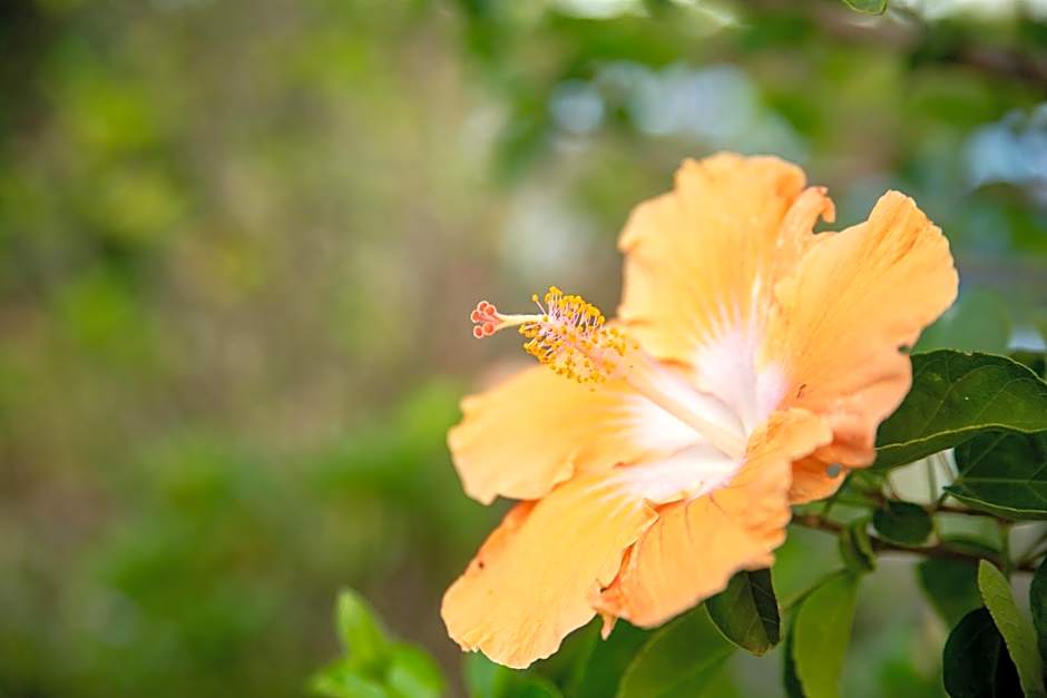 Cascade Garden Apartments