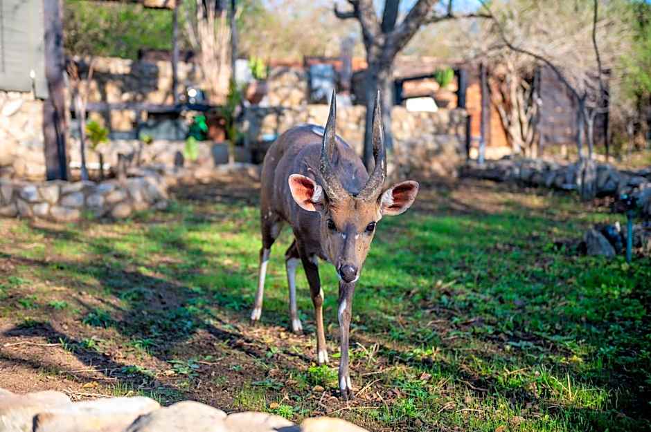 Foxy Crocodile Bush Lodge & Kruger Safari's - No Loadshedding