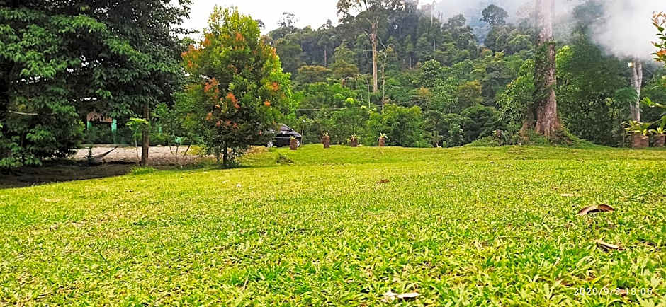 Green Forest Tangkahan
