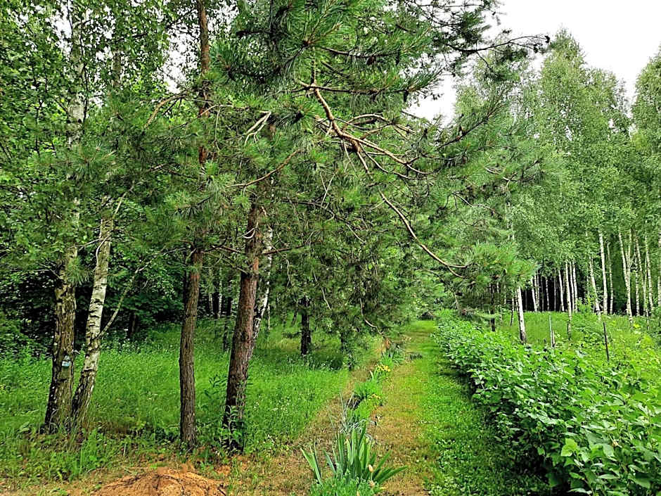 Kosiedlisko