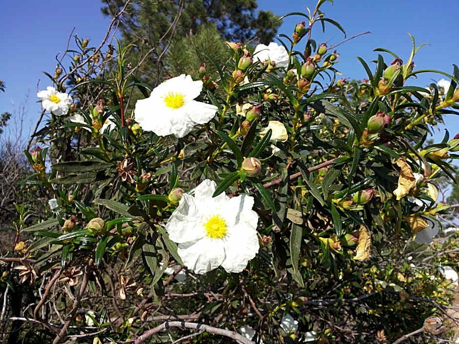 Gato Preto de Silves - Adults Only