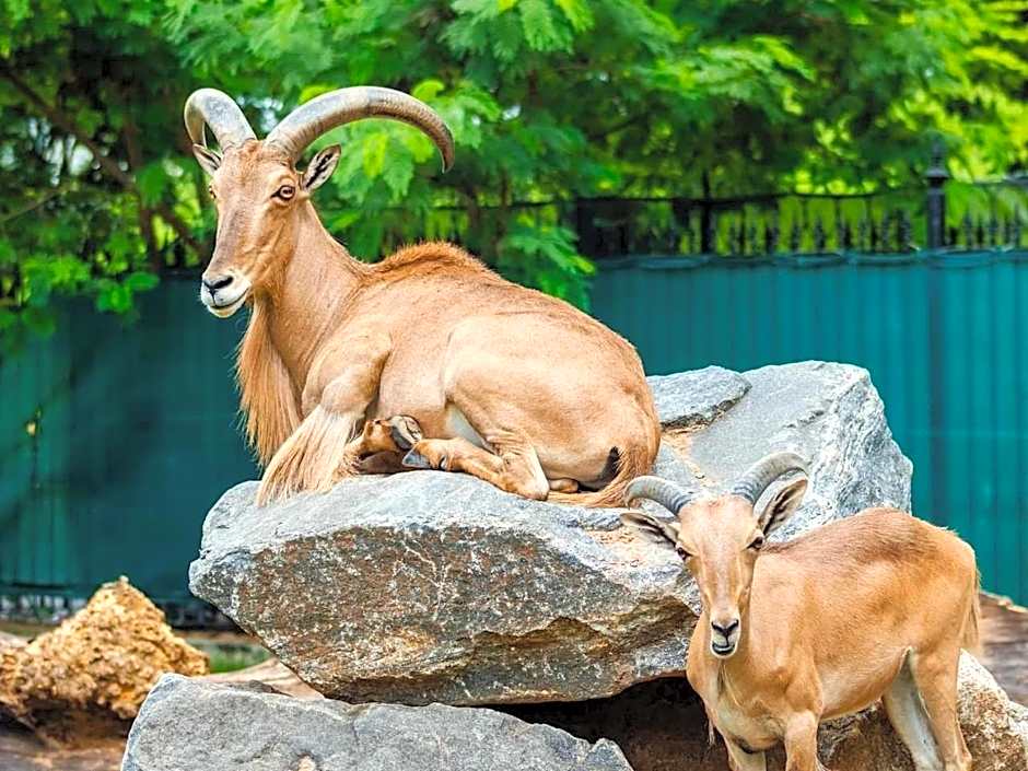 Copacabana Lux: Sophistication and Comfort for 5