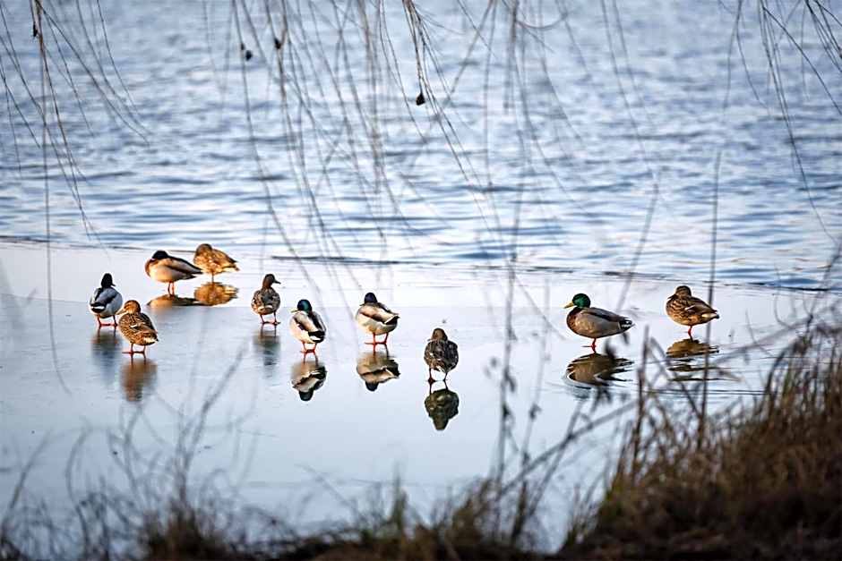 Best Western Plus Lakeside Hotel