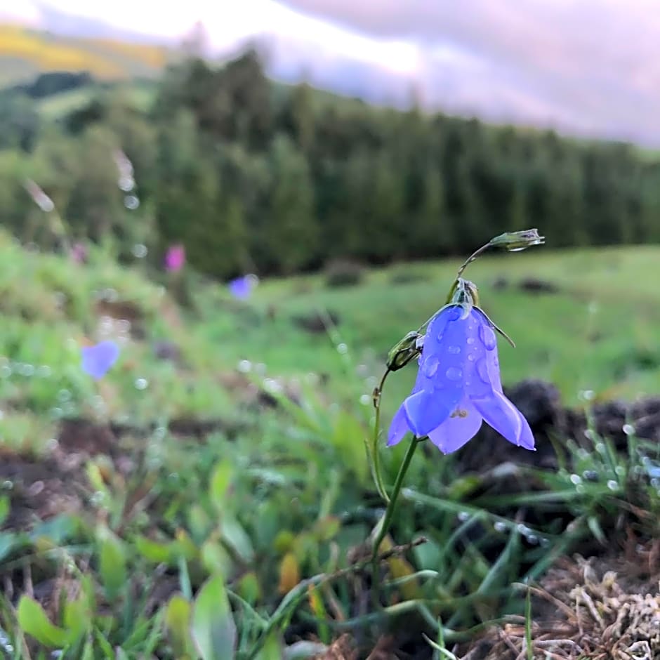 Belan Bluebell Woods Shepherds Hut