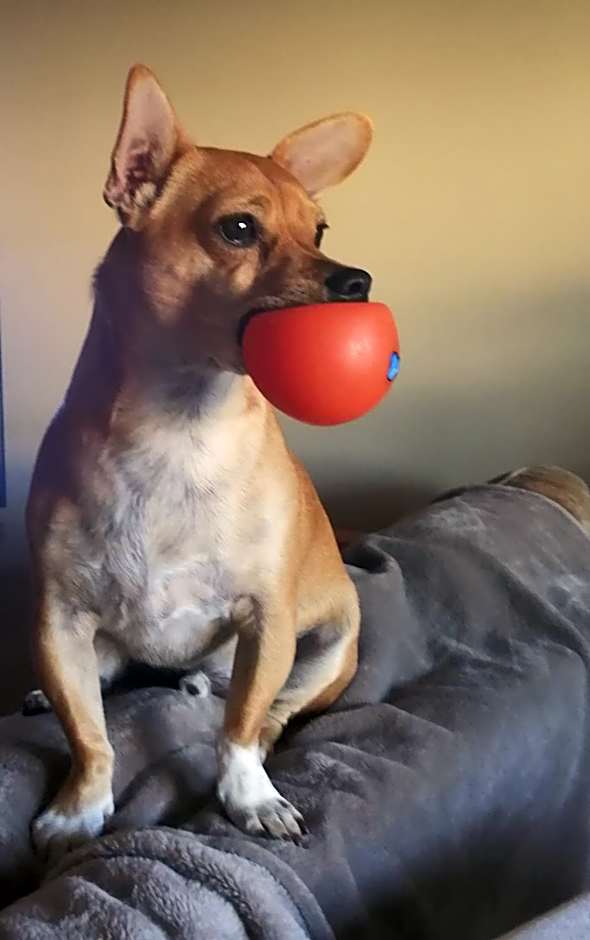 Casa dos Pingos de Mel