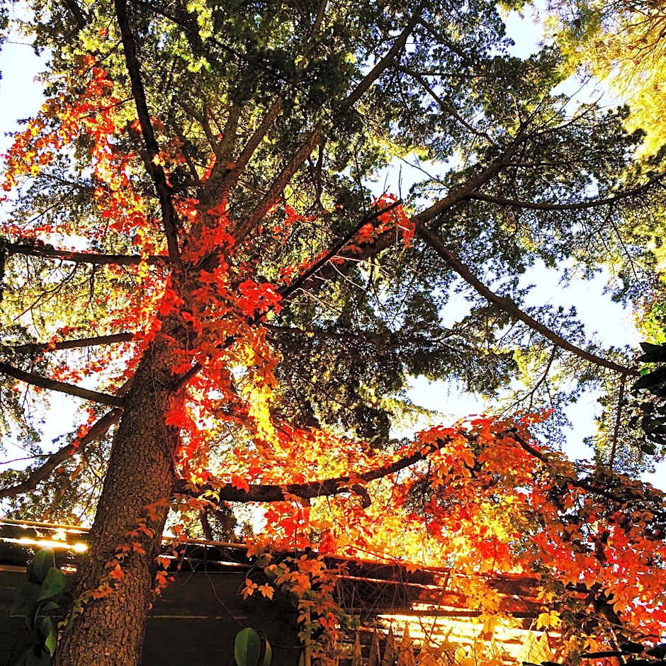 Hotel Del Buono Wellness & Medical Spa