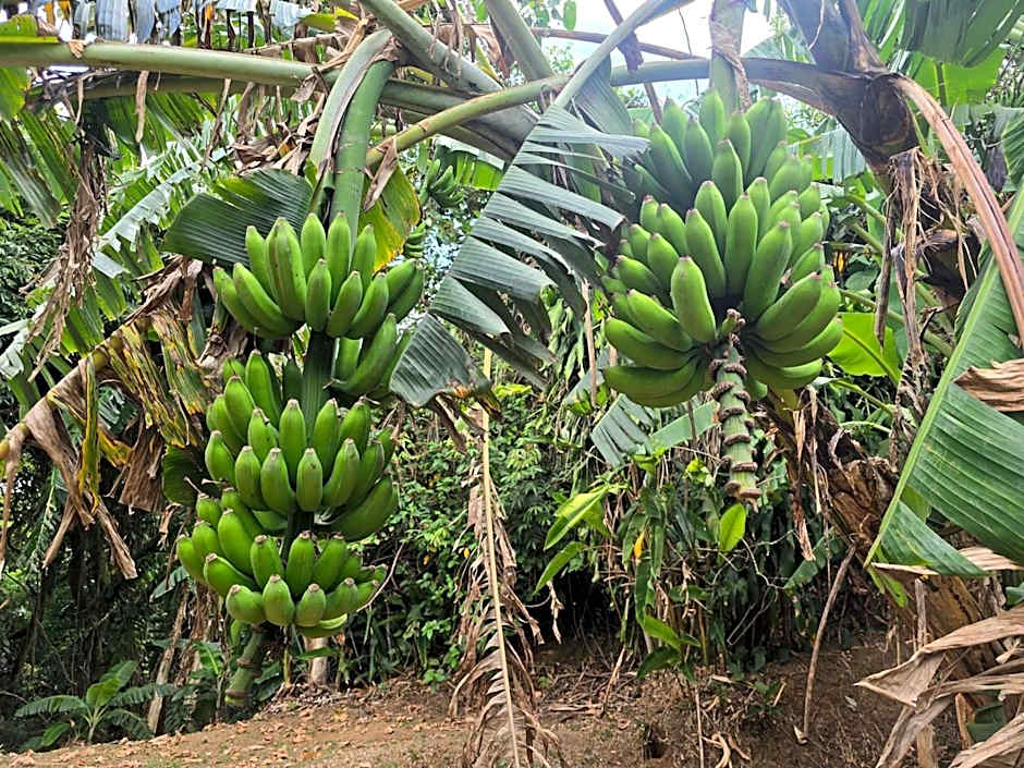 Hotel Mango Valley