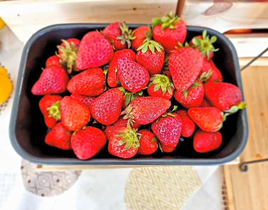 Hotel Elefantino Grey - Free Brunch & Breakfast Until 13-00 - Vicinissimi a Mirabilandia