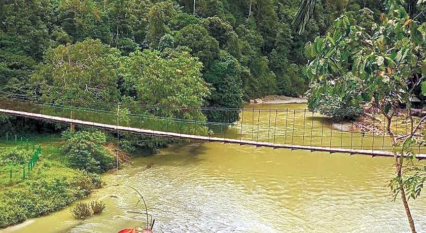 Green lodge tangkahan 