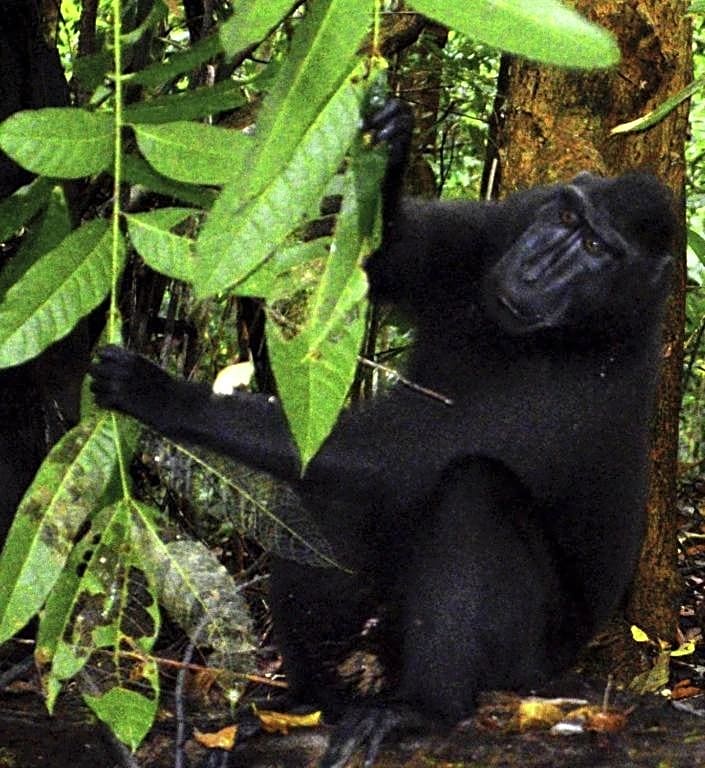 Tangkoko Sanctuary Villa