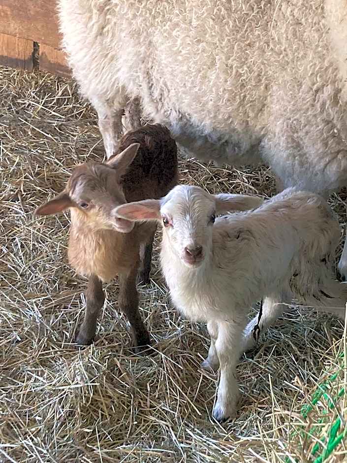 Eichenhof Hotel Garni