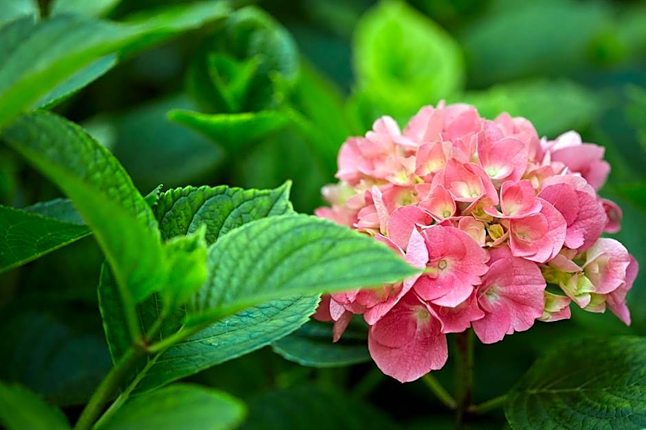 Hotel-Restaurant Le Vert Galant