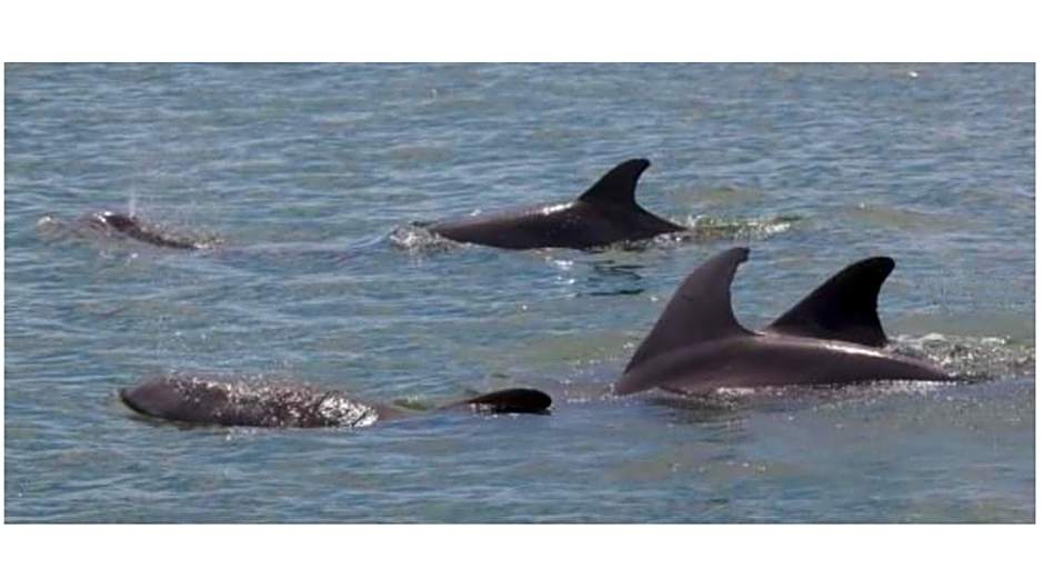 Holiday Villas III #311