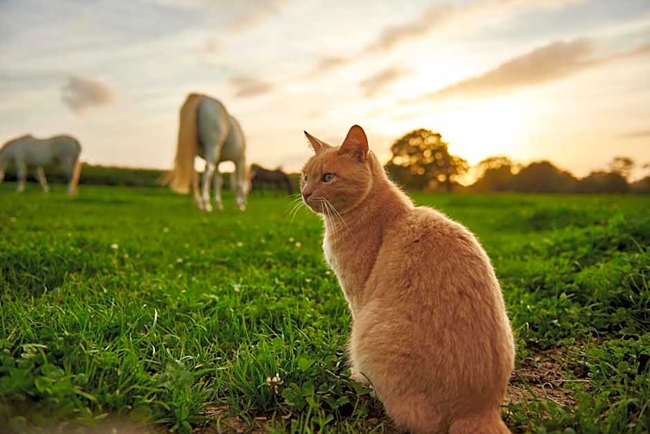 Château du Bois-Guy Golf