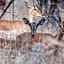 Minara Private Boutique Game Lodge