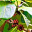 Finca San Antonio