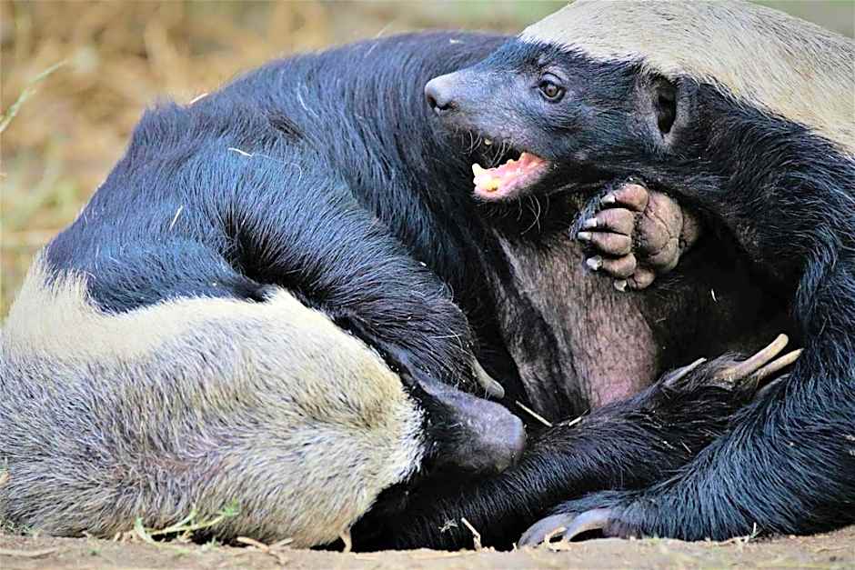 Ezulwini Game Lodges