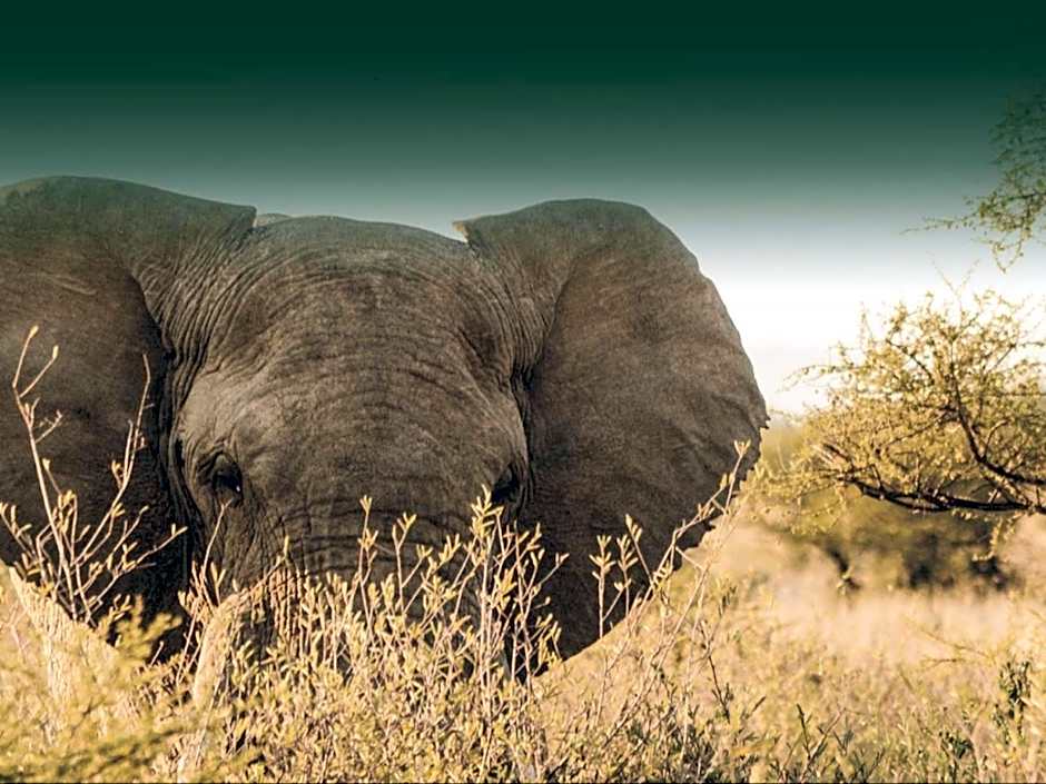 Addo African Home