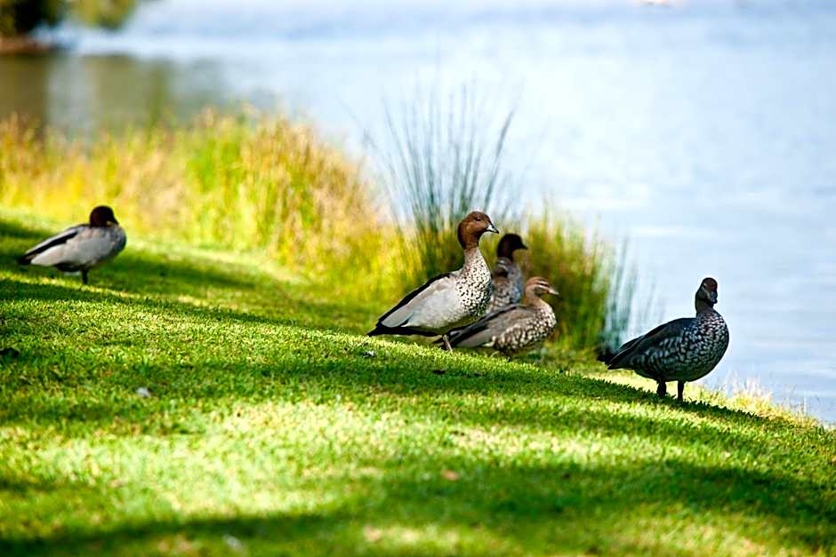 Lani's Holiday Island