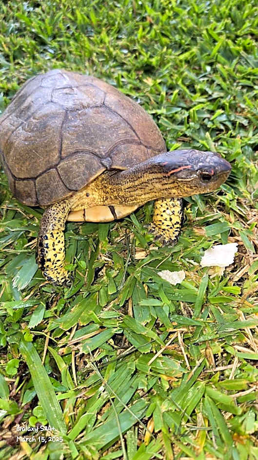 Casa Colonial Estate, Cozumel