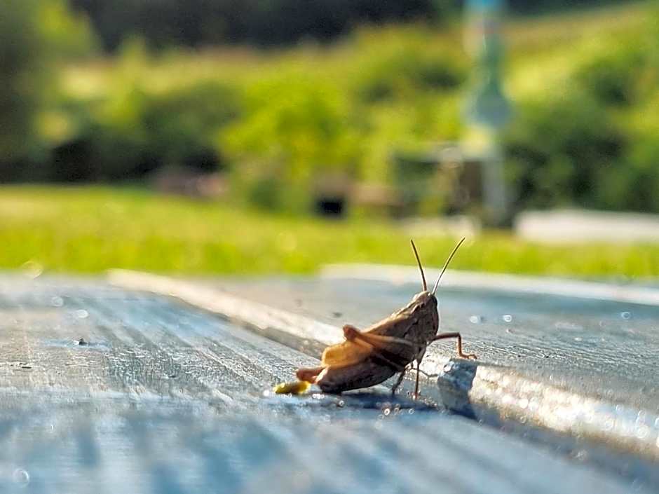 Gluosnių vila - Adutiškio pirtis