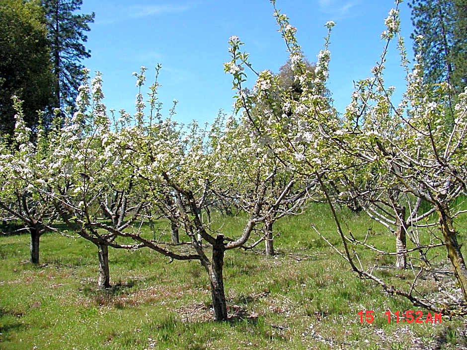 Apple Blossom Inn Yosemite